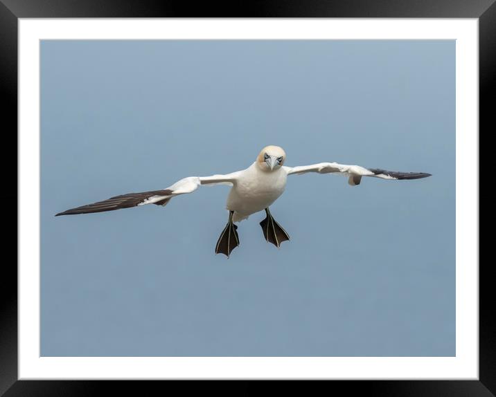 Gannet Inflight Framed Mounted Print by Jonathan Thirkell