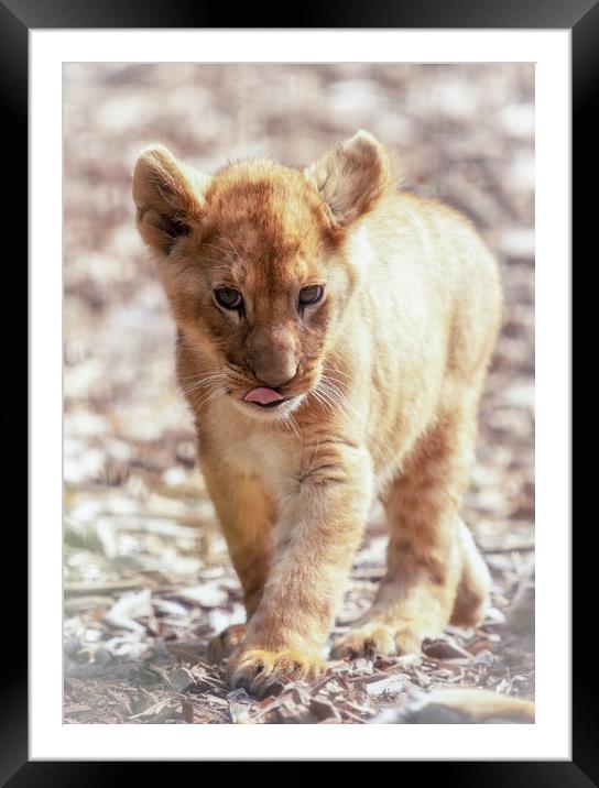 Lion Cub Framed Mounted Print by Tim Smith