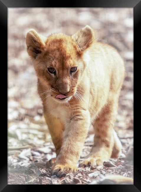 Lion Cub Framed Print by Tim Smith