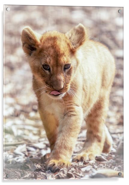 Lion Cub Acrylic by Tim Smith