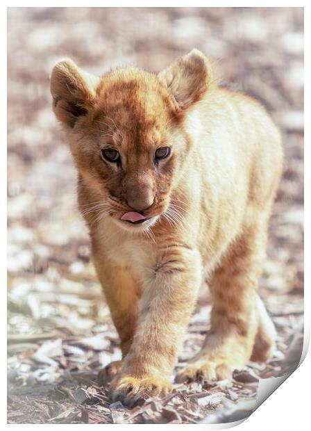 Lion Cub Print by Tim Smith