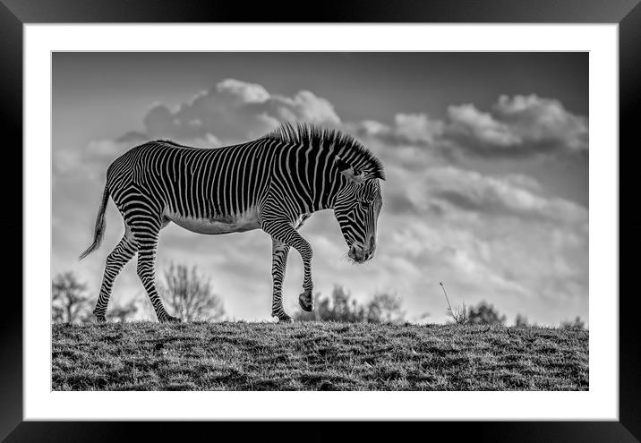 Zebra crossing! Framed Mounted Print by Tim Smith