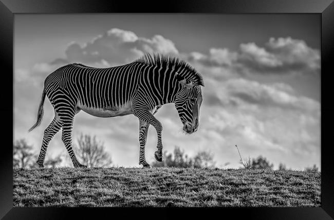 Zebra crossing! Framed Print by Tim Smith
