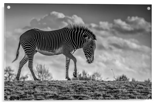 Zebra crossing! Acrylic by Tim Smith