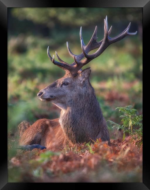 A Stags life! Framed Print by Tim Smith
