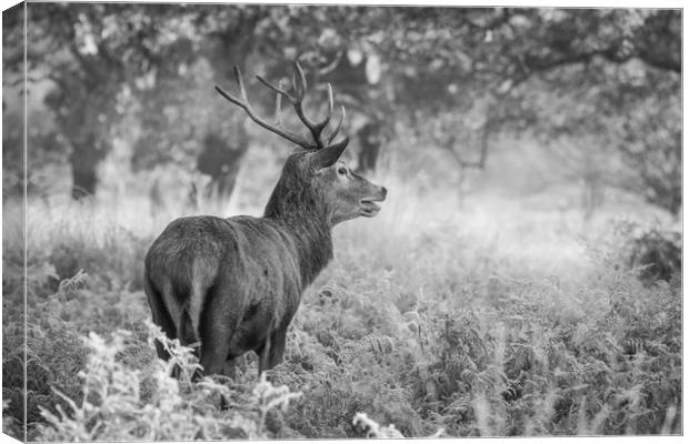 Red Deer Stag B&W Canvas Print by Tim Smith