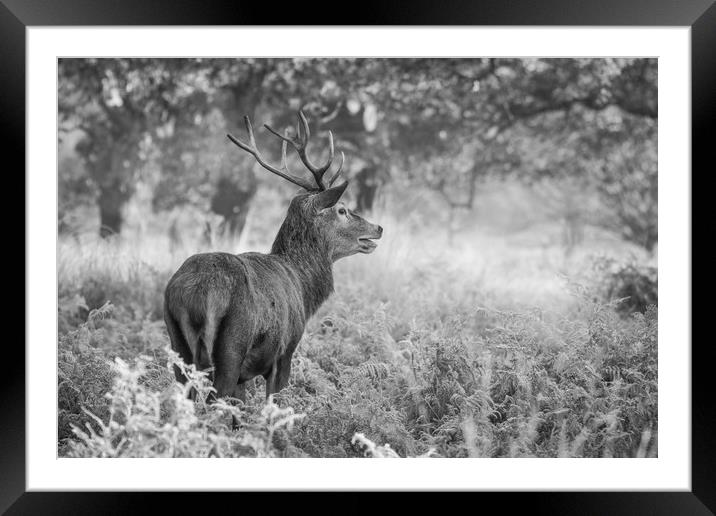 Red Deer Stag B&W Framed Mounted Print by Tim Smith