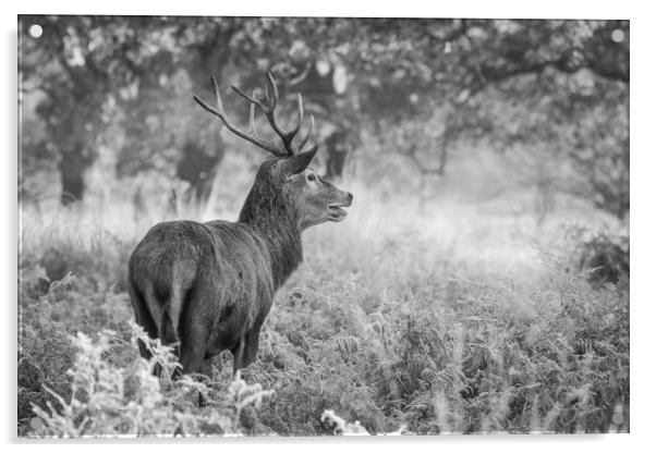 Red Deer Stag B&W Acrylic by Tim Smith