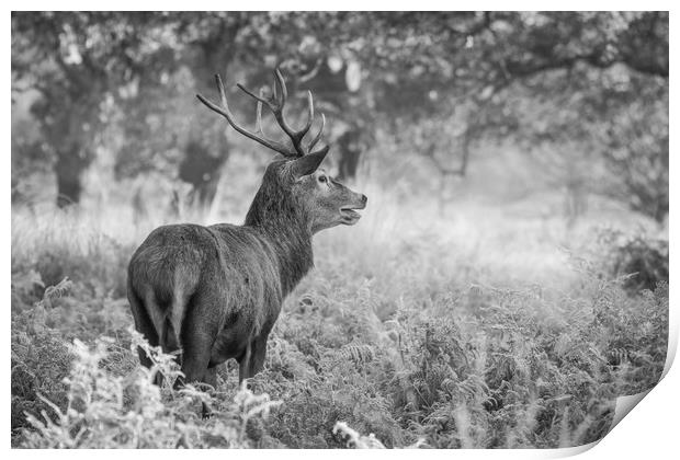 Red Deer Stag B&W Print by Tim Smith