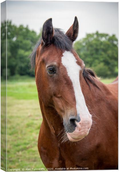 horse portrait Canvas Print by Alan Tunnicliffe