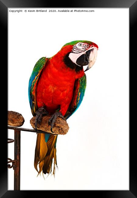 green winged macaw Framed Print by Kevin Britland