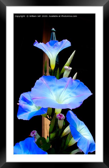 Filtered closeup of Morning Glory Flowers Framed Mounted Print by William Jell