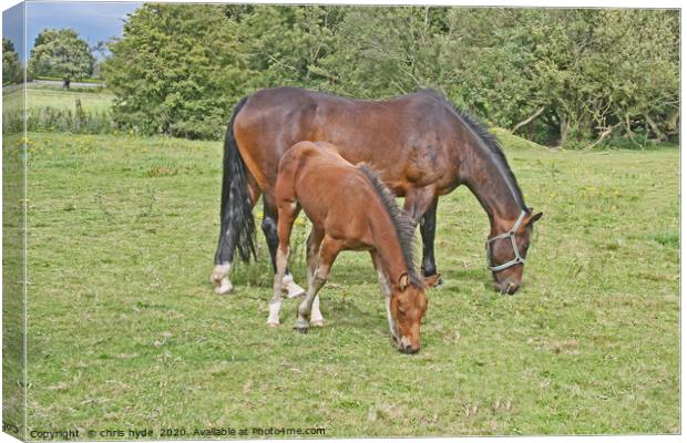 Mare and Foal Grazing Canvas Print by chris hyde
