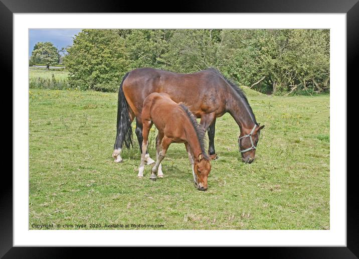 Mare and Foal Grazing Framed Mounted Print by chris hyde