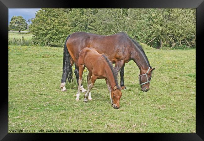 Mare and Foal Grazing Framed Print by chris hyde