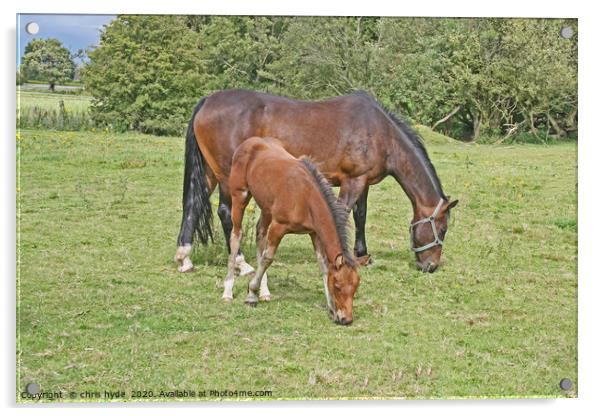 Mare and Foal Grazing Acrylic by chris hyde