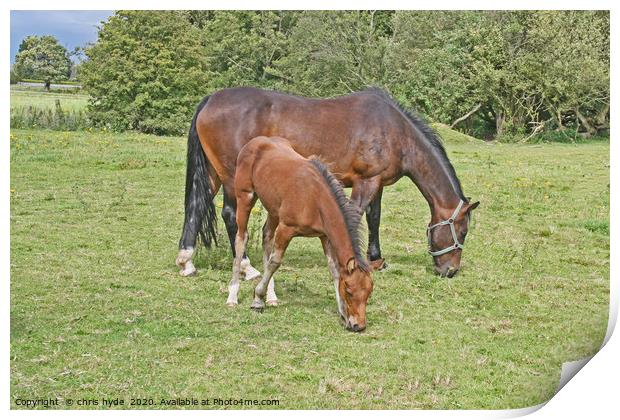 Mare and Foal Grazing Print by chris hyde