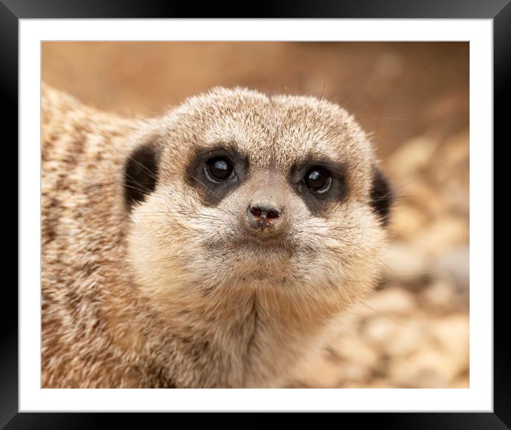 Meerkat watching Framed Mounted Print by Jonathan Thirkell