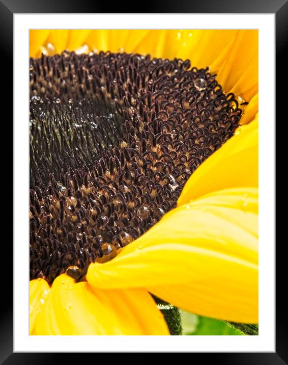 Yellow Sunflower Head Framed Mounted Print by Rob Cole