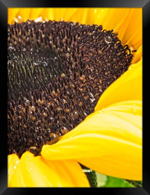 Yellow Sunflower Head Framed Print by Rob Cole