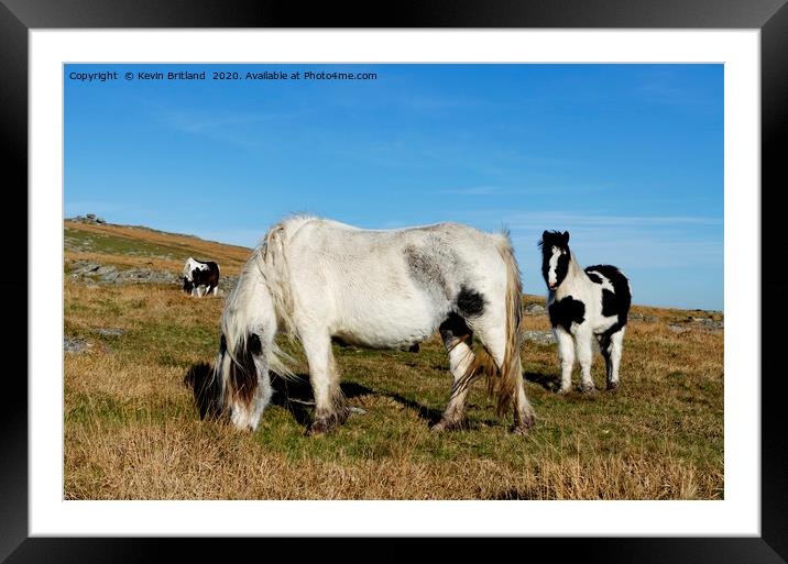 ponies on bodmin moor Framed Mounted Print by Kevin Britland