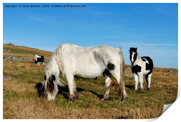 ponies on bodmin moor Print by Kevin Britland
