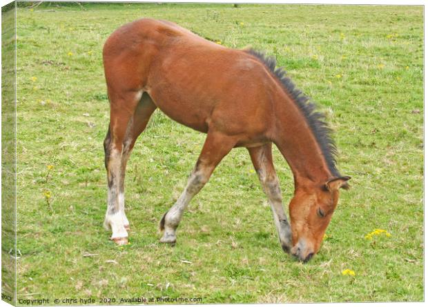 Foal Grazing Canvas Print by chris hyde