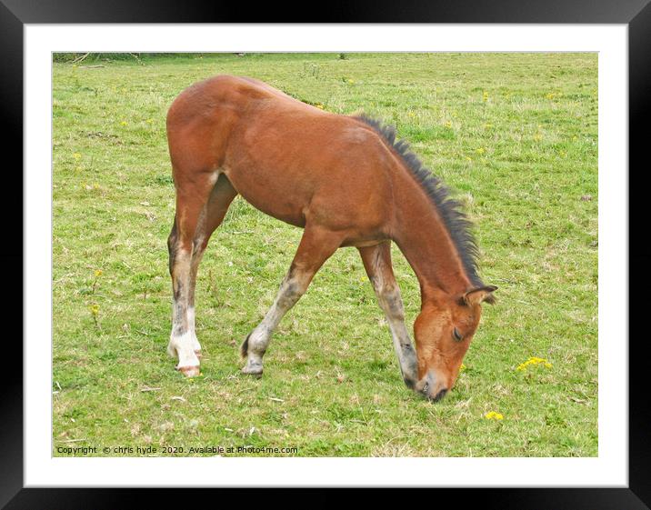 Foal Grazing Framed Mounted Print by chris hyde