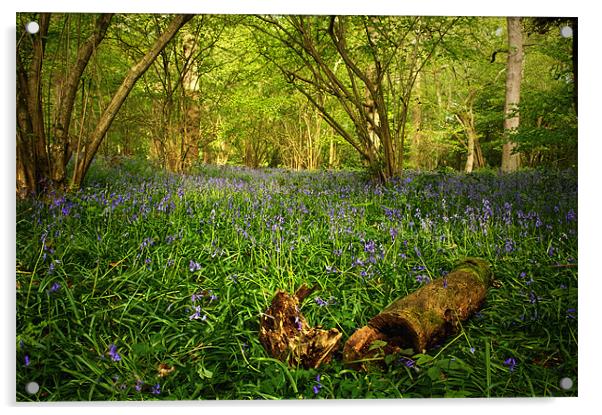 Bluebells in a  Leicestershire Woodland Acrylic by Simon Gladwin