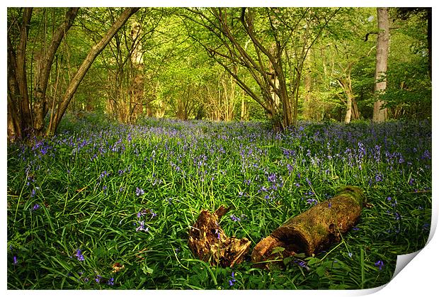 Bluebells in a  Leicestershire Woodland Print by Simon Gladwin
