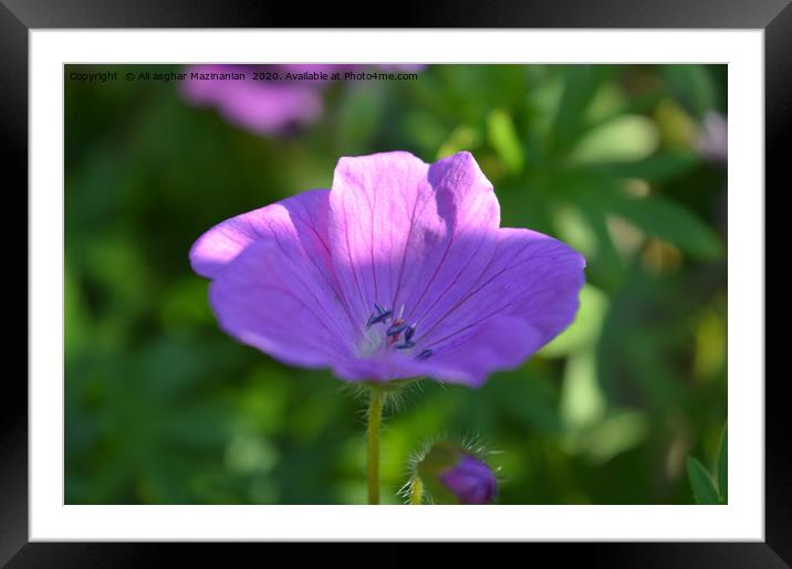 A close-up of a nice flower, Framed Mounted Print by Ali asghar Mazinanian