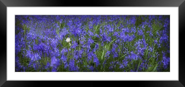 BLUEBELLS Framed Mounted Print by Anthony R Dudley (LRPS)