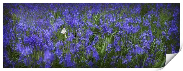 BLUEBELLS Print by Anthony R Dudley (LRPS)