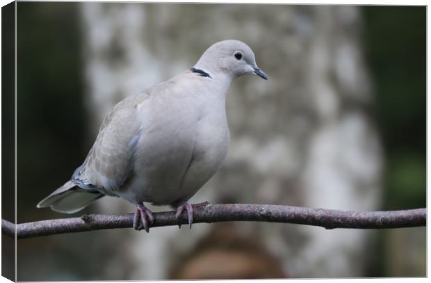 Collared Dove on a branch Canvas Print by Simon Marlow