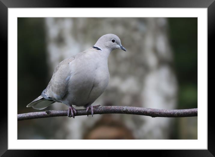 Collared Dove on a branch Framed Mounted Print by Simon Marlow