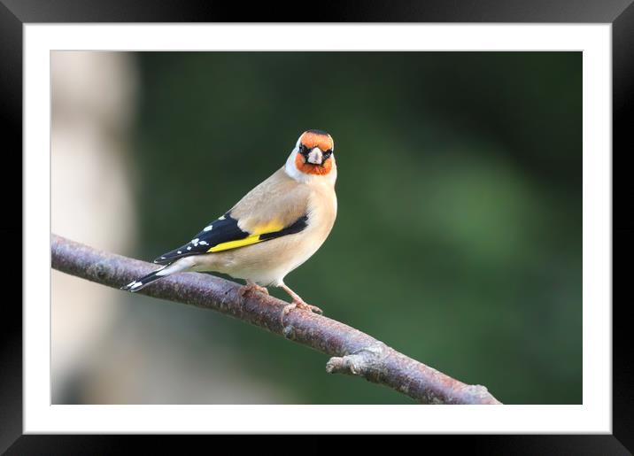 The colourful Goldfinch Framed Mounted Print by Simon Marlow