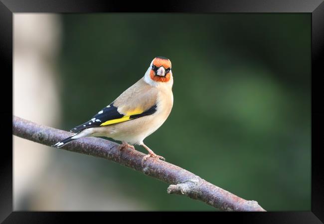 The colourful Goldfinch Framed Print by Simon Marlow