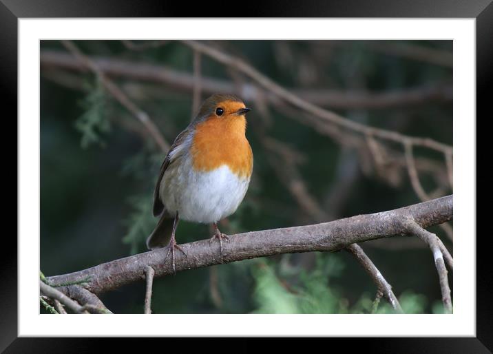 Robin Redbreast sitting on a branch Framed Mounted Print by Simon Marlow