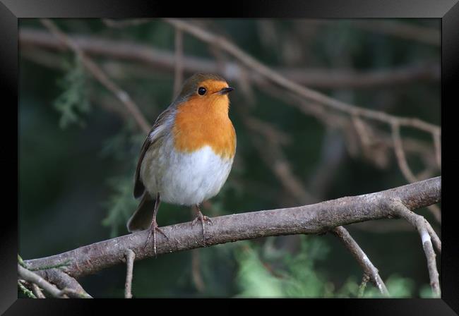 Robin Redbreast sitting on a branch Framed Print by Simon Marlow