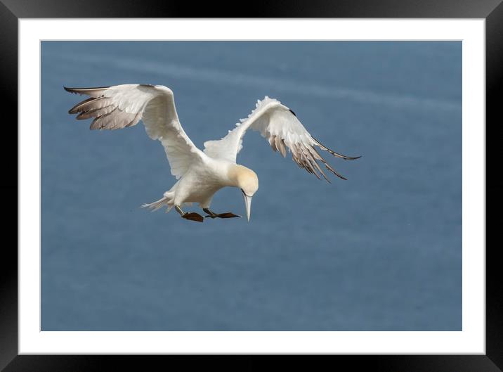 Gannet inflight pose Framed Mounted Print by Jonathan Thirkell
