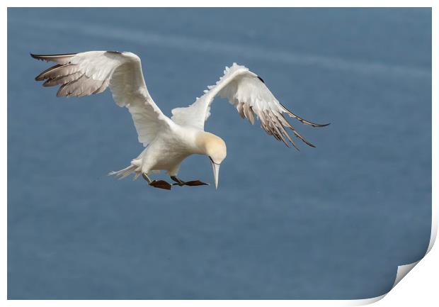 Gannet inflight pose Print by Jonathan Thirkell