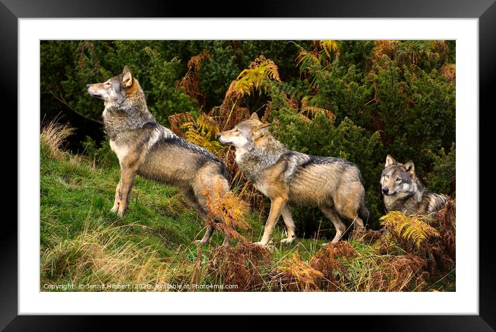 Wolves walking through the fern Framed Mounted Print by Jenny Hibbert