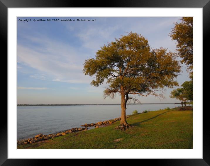 Tree on the bank of Lake Texoma Red River Valley  Framed Mounted Print by William Jell