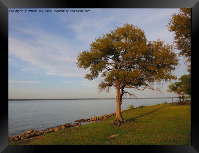 Tree on the bank of Lake Texoma Red River Valley  Framed Print by William Jell