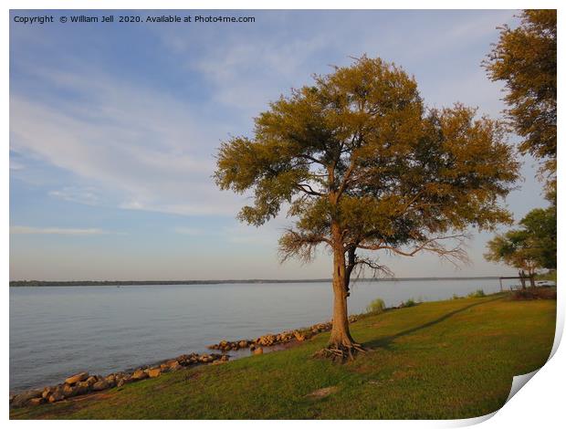 Tree on the bank of Lake Texoma Red River Valley  Print by William Jell
