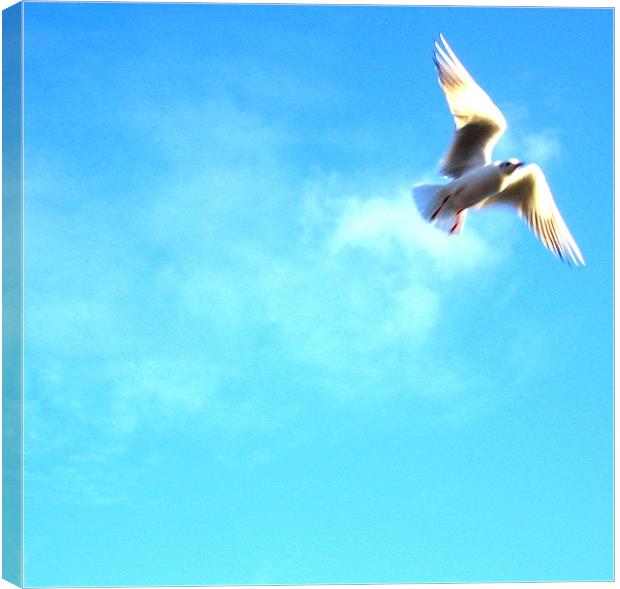Seagull Canvas Print by andrew sessions