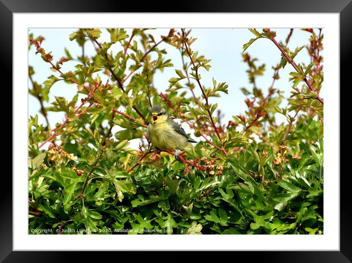 Give a little whistle... Fledgling Blue Tit Framed Mounted Print by Judith Lightfoot