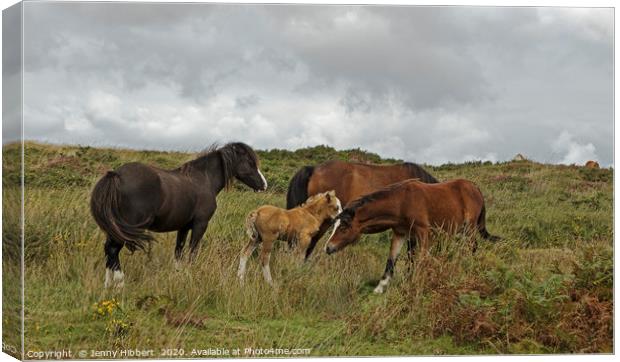 Group of horses on the Gower Canvas Print by Jenny Hibbert