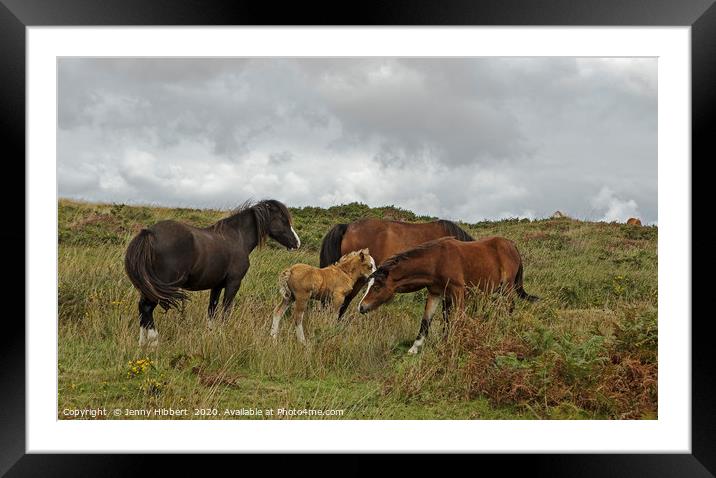 Group of horses on the Gower Framed Mounted Print by Jenny Hibbert