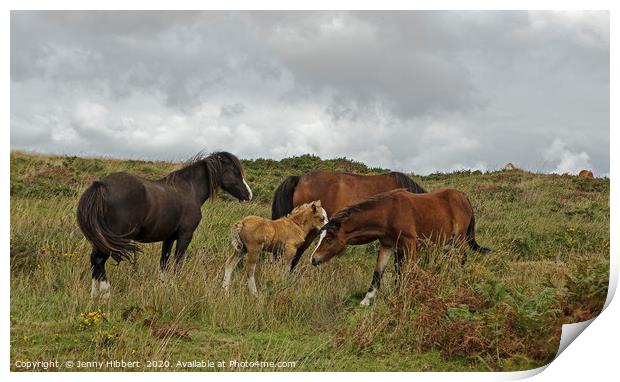 Group of horses on the Gower Print by Jenny Hibbert